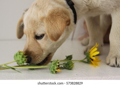 Yellow Lab Puppy With Sunflower