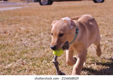 Yellow Lab Puppy Walking With A Toy In His Mouth