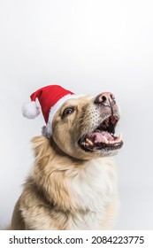 Yellow Lab Retriever Shepherd Mix Dog Puppy In Red Santa Hat And Christmas Sweater Looking At Camera Happy Festive Holiday Isolated On White Background