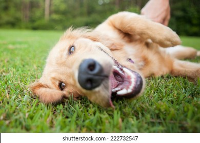 Yellow lab rolls over outside - Shutterstock ID 222732547