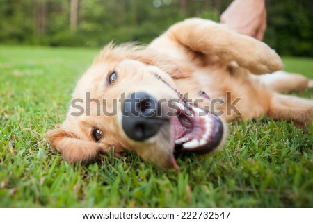 Yellow lab rolls over outside