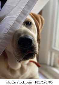 Yellow Lab Sitting By Window