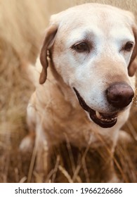 Yellow Lab Sitting Closeup Of Face