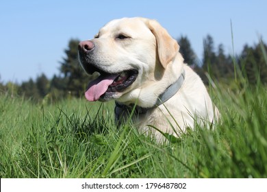 Yellow Lab Sitting In A Field Of Grass