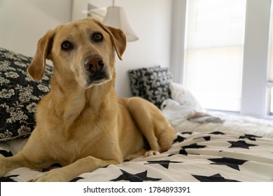 Yellow Lab Sitting Pretty On Bed