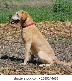 Yellow Lab Sitting Side View Sun