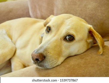 Yellow Lab With Sweet Eyes On Comfy Chair. Closeup.