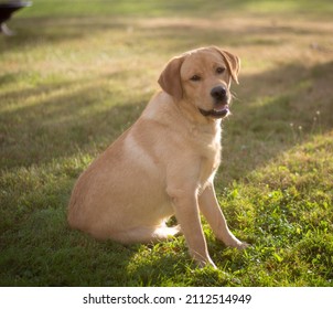 Yellow Lab Walking Around In Grass