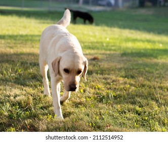 Yellow Lab Walking Around In Grass