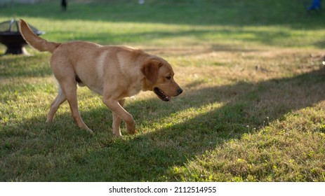 Yellow Lab Walking Around In Grass