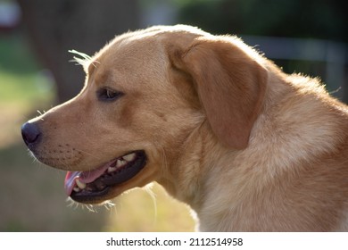 Yellow Lab Walking Around In Grass