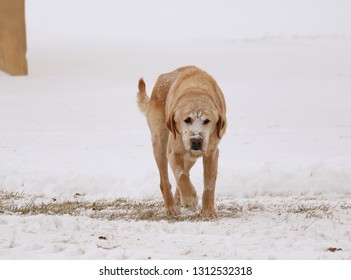 Yellow Lab Walking In The Snow