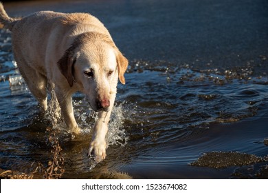 Yellow Lab Walking Through Pond