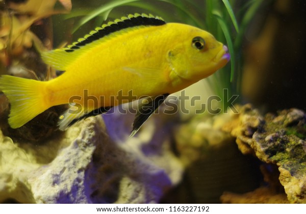 Yellow Labidochromis Caeruleus Aquarium Stock Photo Edit - 