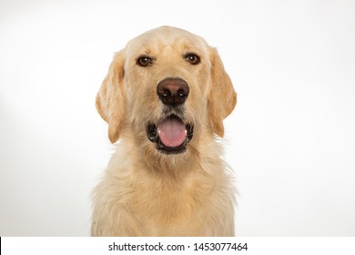 Yellow labradoodle dog with mouth open on white background - Shutterstock ID 1453077464