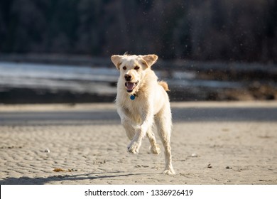 Yellow Labradoodle Running On The Beach