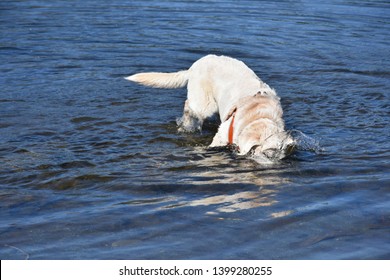 Yellow Labrador In Blue Lake Retrieving Sticks From Under The Water At Tangle Lakes On The Old Denali Highway In Alaska