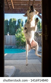 Yellow Labrador Dog Jumping At The Back Door