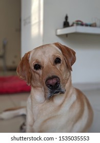 A Yellow Labrador Dog Looking Curiously And Confused With A Head Tilt. 