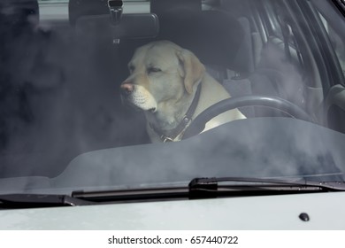 A Yellow Labrador Dog Sits In A Hot Car In Finland. It's A Sunny Day.