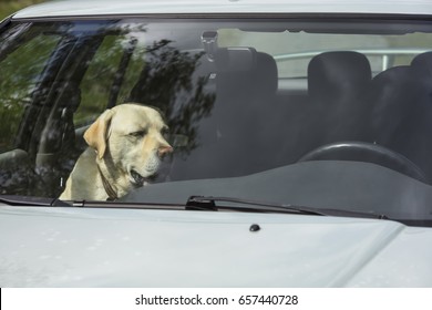 A Yellow Labrador Dog Sits In A Hot Car In Finland. It's A Sunny Day.