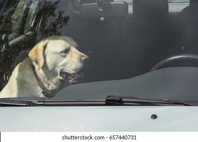 A Yellow Labrador Dog Sits In A Hot Car In Finland. It's A Sunny Day.