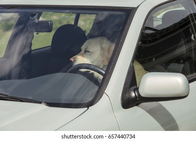 A Yellow Labrador Dog Sits In A Hot Car In Finland. It's A Sunny Day.