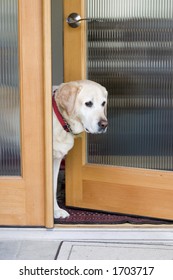 Yellow Labrador Dog Waiting At The Door