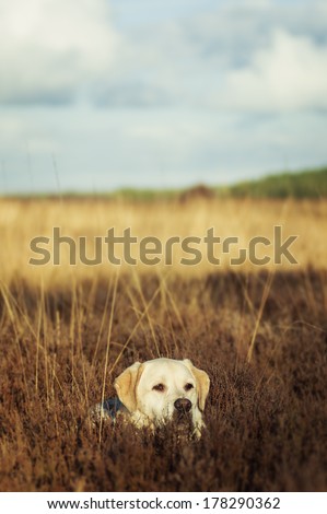 Similar – Labrador retriever Blonde