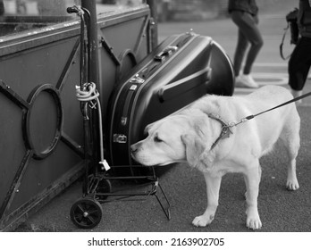 Yellow Labrador looking walking past Tuba instrument case - Shutterstock ID 2163902705