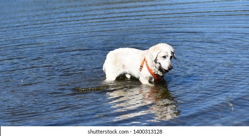 Yellow Labrador Playing In The Blue Waters Of An Alaskan Lake Near Tangle Lakes Campground 