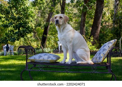 A Yellow Labrador Posing For A Portrait Photo Shoot