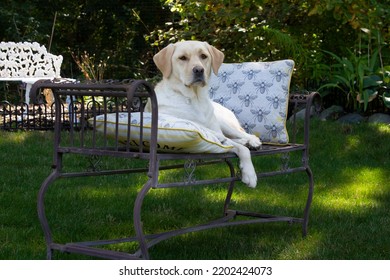 A Yellow Labrador Posing For A Portrait Photo Shoot