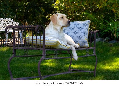 A Yellow Labrador Posing For A Portrait Photo Shoot