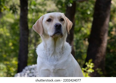 A Yellow Labrador Posing For A Portrait Photo Shoot