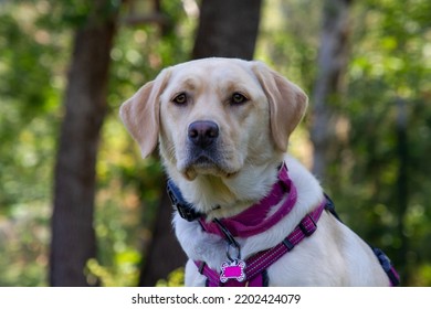 A Yellow Labrador Posing For A Portrait Photo Shoot