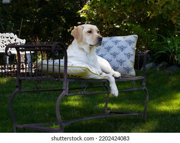 A Yellow Labrador Posing For A Portrait Photo Shoot