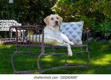 A Yellow Labrador Posing For A Portrait Photo Shoot