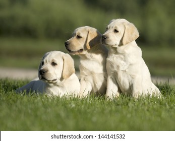 Yellow Labrador Puppy