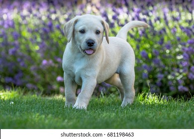 Yellow Labrador Puppy