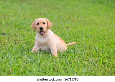 Yellow Labrador Puppy on green grass lawn - Shutterstock ID 56715796
