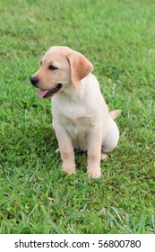 Yellow Labrador Puppy on green grass lawn - Shutterstock ID 56800780