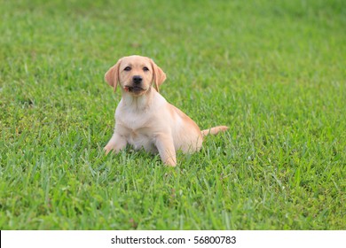 Yellow Labrador Puppy on green grass lawn - Shutterstock ID 56800783