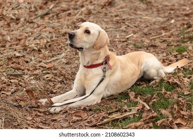 Yellow Labrador Resting in Autumn Landscape