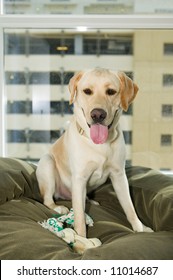 Yellow Labrador Retreiver