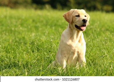 Yellow Labrador Retriever - Shutterstock ID 1021126807