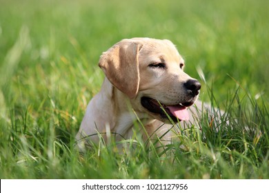 Yellow Labrador Retriever
