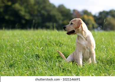 Yellow Labrador Retriever