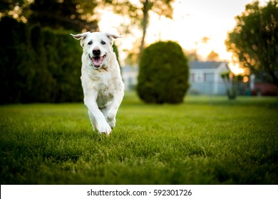 Yellow Labrador Retriever Dog