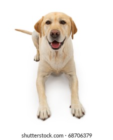 A yellow Labrador retriever dog with a happy face laying down and isolated on white